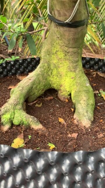 Cây cảnh Siêu bông bình lợi 2 mùa. Mua bán Cây cảnh, đồ trang trí tại Thành phố Mỹ Tho Tiền Giang được đăng bởi Dương Minh Tiến hình 1