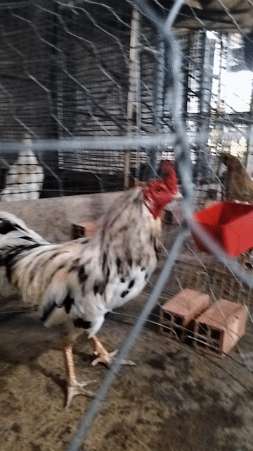 Gà trống bướm 2k8 . Mua bán Gà tại Quận Bình Thuỷ Cần Thơ được đăng bởi trai gà thanh cần Thơ  hình 1