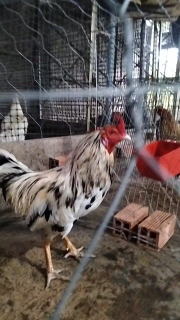 Gà trống bướm 2k8 . Mua bán Gà tại Quận Bình Thuỷ Cần Thơ được đăng bởi trai gà thanh cần Thơ  hình 1