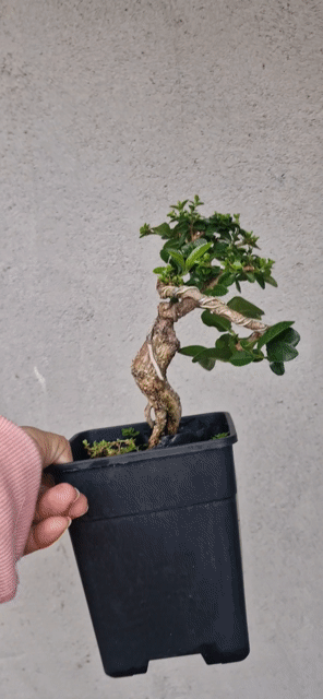 cây sam hương . Mua bán Cây cảnh, đồ trang trí tại Quận Gò Vấp Tp Hồ Chí Minh được đăng bởi thanh tran  hình 1