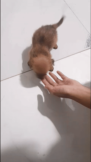 Chó lai kiểng. Mua bán Chó tại Thành phố Mỹ Tho Tiền Giang được đăng bởi Ni hình 1