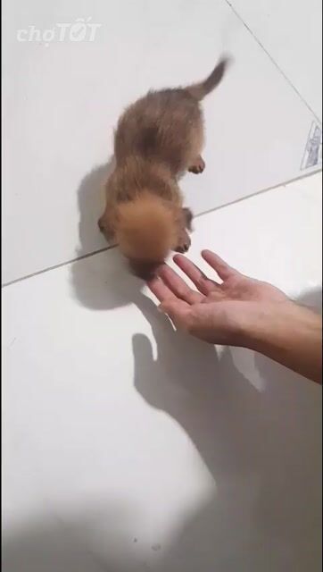 Chó lai kiểng. Mua bán Chó tại Thành phố Mỹ Tho Tiền Giang được đăng bởi Ni hình 1