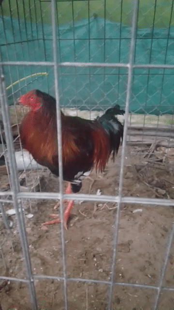 Gà Mỹ trống 2.8kg điều chân trắng. Mua bán Gà tại Quận Cái Răng Cần Thơ được đăng bởi gà chọi hình 1