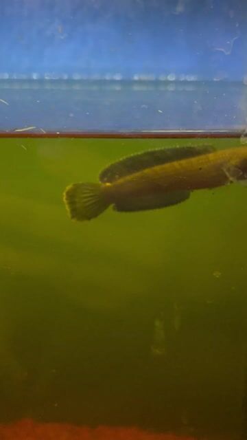 Cá cảnh Blue Bengal Vàng. Mua bán Thú cưng khác tại Huyện Cẩm Mỹ Đồng Nai được đăng bởi Cuong Ho hình 1