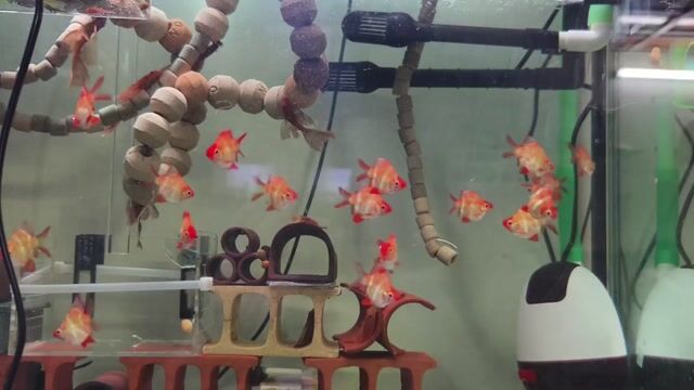 Cá cảnh Vàng Đỏ 18 con. Mua bán Thú cưng khác tại Quận Lê Chân Hải Phòng được đăng bởi Atcom Atcom hình 1