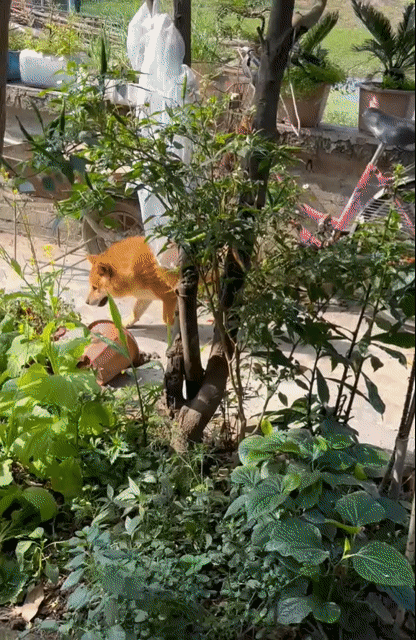 Chó Shiba đực 12 tháng. Mua bán Chó tại Quận Hoàng Mai Hà Nội được đăng bởi PPKD hình 1