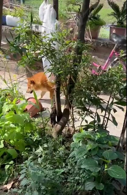 Chó Shiba đực 12 tháng. Mua bán Chó tại Quận Hoàng Mai Hà Nội được đăng bởi PPKD hình 1