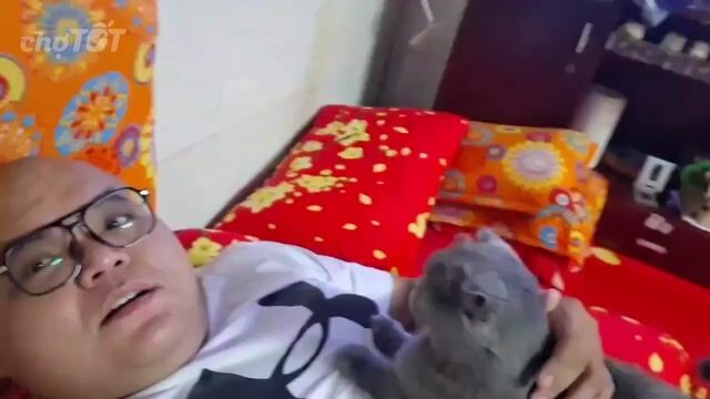 Mèo Xiêm 1.5 tuổi màu Xám. Mua bán Mèo tại Quận 4 Tp Hồ Chí Minh được đăng bởi JHC BEATS hình 1