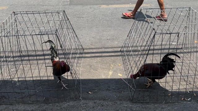 Mỹ Kelso. Mua bán Gà tại Quận 8 Tp Hồ Chí Minh được đăng bởi Tấn Sang hình 1