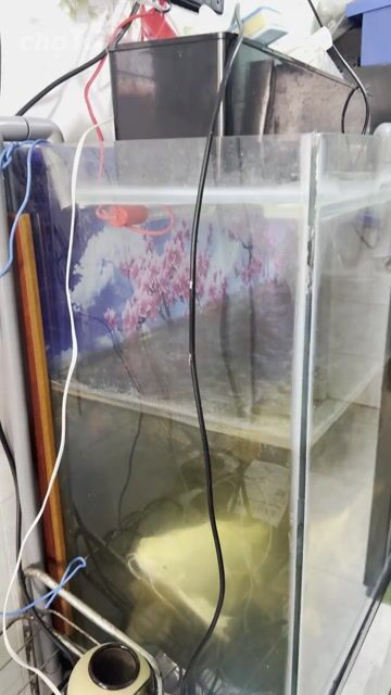 Hồ cá kính 100cm x 40cm x 75cm đã sử dụng. Mua bán Phụ kiện, Thức ăn, Dịch vụ tại Quận Bình Tân Tp Hồ Chí Minh được đăng bởi nguyen duy  hình 1