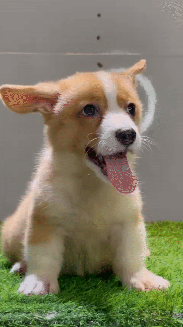 Chó Corgi lông ngắn vàng trắng 45 ngày đã tiêm. Mua bán Chó tại Huyện Bình Chánh Tp Hồ Chí Minh được đăng bởi Linh hình 1