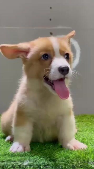 Chó Corgi lông ngắn vàng trắng 45 ngày đã tiêm. Mua bán Chó tại Huyện Bình Chánh Tp Hồ Chí Minh được đăng bởi Linh hình 1