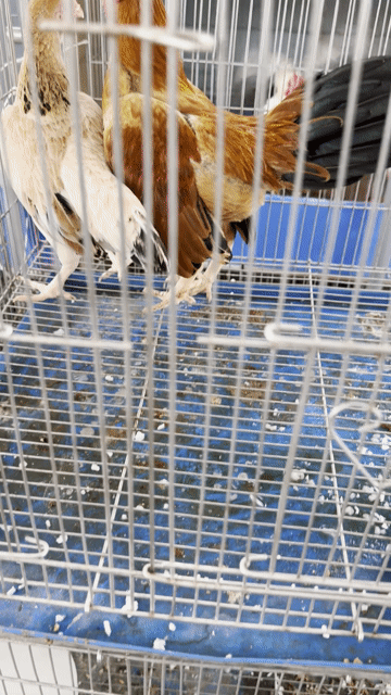 Gà tre Điều Trống mái khoẻ mạnh. Mua bán Gà tại Quận 4 Tp Hồ Chí Minh được đăng bởi Chú Dũng hình 1