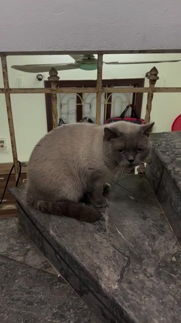 Mèo Xám đực 1.5 tuổi chưa tiêm. Mua bán Mèo tại Quận Nam Từ Liêm Hà Nội được đăng bởi Việt Nguyễn hình 1