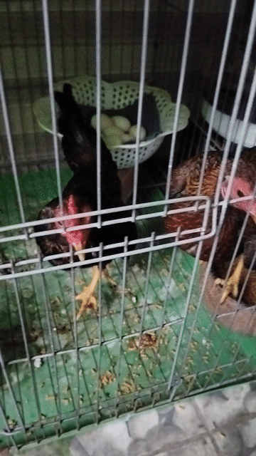 Gà tre Bắc cộc mini bông điều đỏ sinh sản. Mua bán Gà tại Huyện Đức Hòa Long An được đăng bởi Hưng Nguyễn hình 1