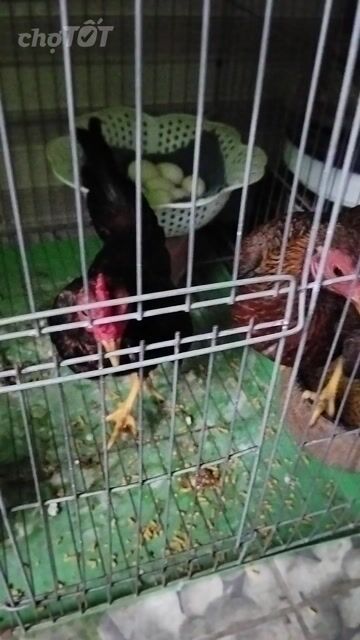 Gà tre Bắc cộc mini bông điều đỏ sinh sản. Mua bán Gà tại Huyện Đức Hòa Long An được đăng bởi Hưng Nguyễn hình 1