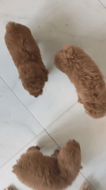 Chó Poodle thuần chủng tìm nhà. Mua bán Chó tại Huyện Giồng Trôm Bến Tre được đăng bởi Thi hình 1