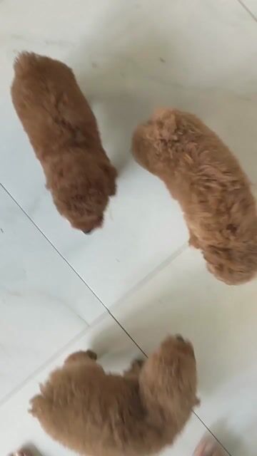 Chó Poodle thuần chủng tìm nhà. Mua bán Chó tại Huyện Giồng Trôm Bến Tre được đăng bởi Thi hình 1