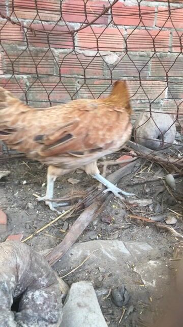 Gà mái giống 1kg 4 tháng. Mua bán Gà tại Thành phố Vĩnh Long Vĩnh Long được đăng bởi Hưng Quoc hình 1