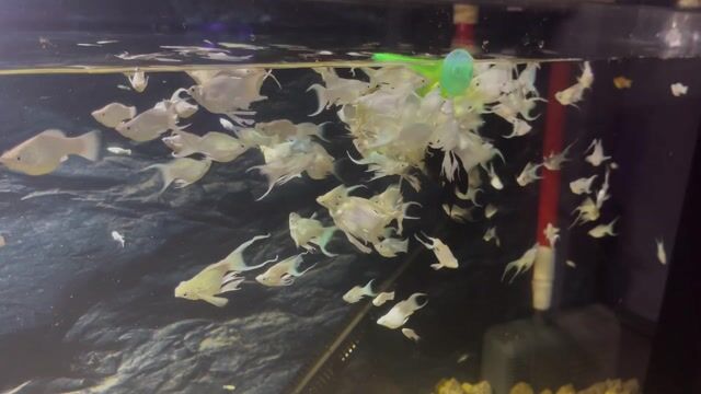 Cá molly đủ size màu trắng. Mua bán Thú cưng khác tại Quận 8 Tp Hồ Chí Minh được đăng bởi Tạt Chảy hình 1