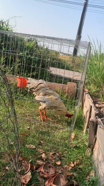 Gà trống 2.7kg Trắng Đen Đỏ. Mua bán Gà tại Huyện Càng Long Trà Vinh được đăng bởi Di hình 1