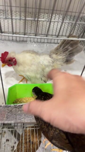 Gà Thái chân lùn mini trắng xám. Mua bán Gà tại Thị xã Bến Cát Bình Dương được đăng bởi Phụ Kiện BÌNH DƯƠNG  hình 1