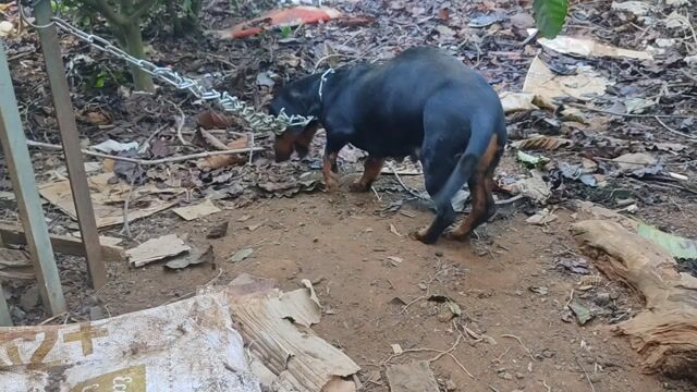 Chó con Đen Nâu đã tiêm phòng. Mua bán Chó tại Huyện Ea Kar Đắk Lắk được đăng bởi thắng hình 1