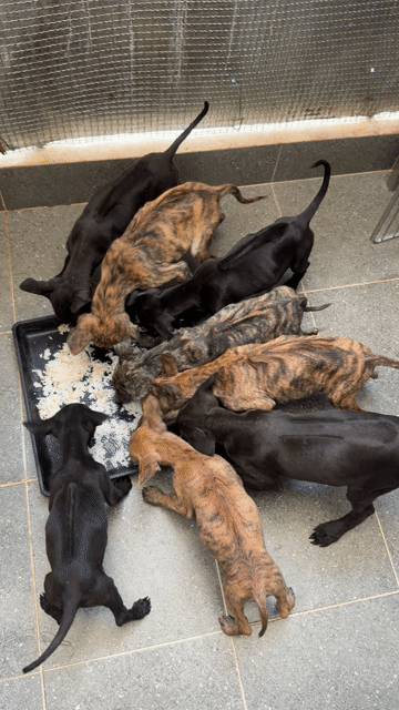 Chó Phú Quốc Vện & đen 2 tháng. Mua bán Chó tại Quận 12 Tp Hồ Chí Minh được đăng bởi QB SHOP PETS hình 1