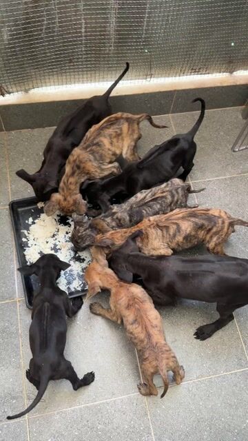 Chó Phú Quốc Vện & đen 2 tháng. Mua bán Chó tại Quận 12 Tp Hồ Chí Minh được đăng bởi QB SHOP PETS hình 1