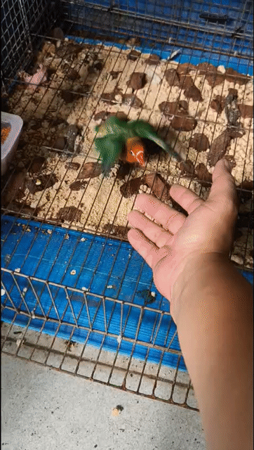 Vẹt Lovebird 2 tháng Xanh lá, cam, đỏ. Mua bán Chim tại Quận Tân Phú Tp Hồ Chí Minh được đăng bởi  A tèo hình 1