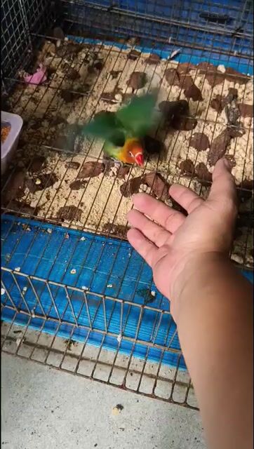 Vẹt Lovebird 2 tháng Xanh lá, cam, đỏ. Mua bán Chim tại Quận Tân Phú Tp Hồ Chí Minh được đăng bởi  A tèo hình 1