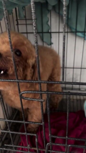 Chó Poodle cái Nâu đỏ 8 tháng. Mua bán Chó tại Thành phố Dĩ An Bình Dương được đăng bởi Trọng Phúc hình 1