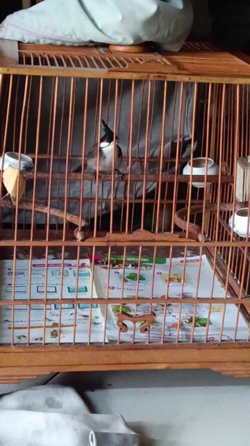 Chim chào mào xòe đẹp. Mua bán Chim tại Quận Tân Phú Tp Hồ Chí Minh được đăng bởi a ba hình 1