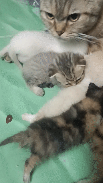 Mèo Anh Thuần chân lùn. Mua bán Mèo tại Thị xã Bến Cát Bình Dương được đăng bởi Trần hình 1