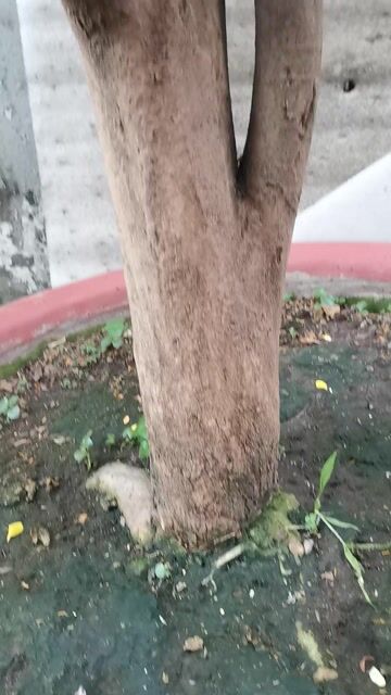 Cây cảnh Tứ quý ghép siêu bông. Mua bán Cây cảnh, đồ trang trí tại Huyện Hóc Môn Tp Hồ Chí Minh được đăng bởi Tạ Thị Tươi hình 1