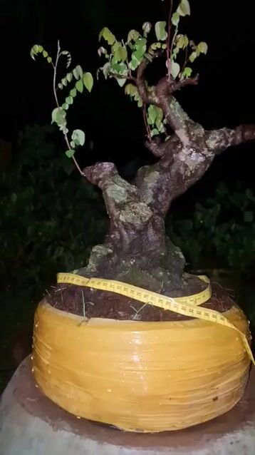 Cây cảnh Khế gân Bonsai. Mua bán Cây cảnh, đồ trang trí tại Thành phố Thủ Đức Tp Hồ Chí Minh được đăng bởi Anh Tám hình 1