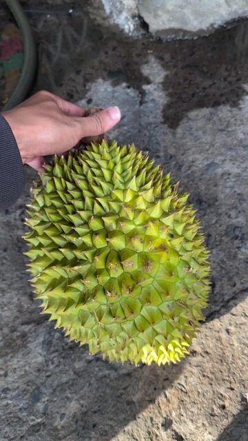 Sầu riêng Ri6. Mua bán Đồ ăn, thực phẩm và các loại khác tại Quận Bình Tân Tp Hồ Chí Minh được đăng bởi Nguyễn Hồng Phong hình 1
