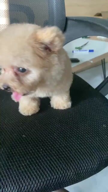 Bé gái tinymixteacup. Mua bán Chó tại Quận 7 Tp Hồ Chí Minh được đăng bởi PET SHOP NẮNG hình 1