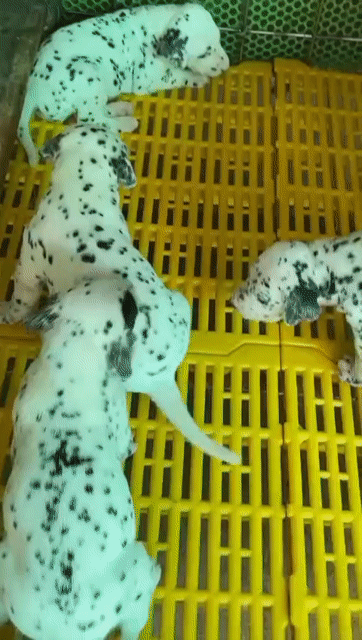 Chó đốm con  thuần chủng Đực Cái Bảo hành 1 đổi 1. Mua bán Chó tại Quận Gò Vấp Tp Hồ Chí Minh được đăng bởi Chó Đốm Con hình 1