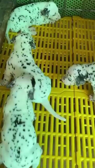 Chó đốm con  thuần chủng Đực Cái Bảo hành 1 đổi 1. Mua bán Chó tại Quận Gò Vấp Tp Hồ Chí Minh được đăng bởi Chó Đốm Con hình 1