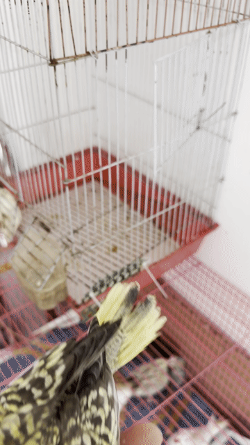 Chim Cockatiel Pearl vàng đậm Háo ăn. Mua bán Chim tại Quận Gò Vấp Tp Hồ Chí Minh được đăng bởi Phan Đình Lộc hình 1
