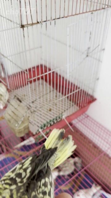 Chim Cockatiel Pearl vàng đậm Háo ăn. Mua bán Chim tại Quận Gò Vấp Tp Hồ Chí Minh được đăng bởi Phan Đình Lộc hình 1
