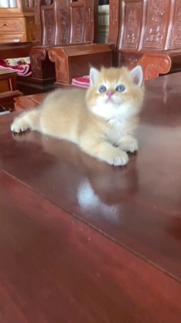 Mèo nhà đẻ có phả cần ib ạ. Mua bán Mèo tại Huyện Đông Anh Hà Nội được đăng bởi châu  hình 1