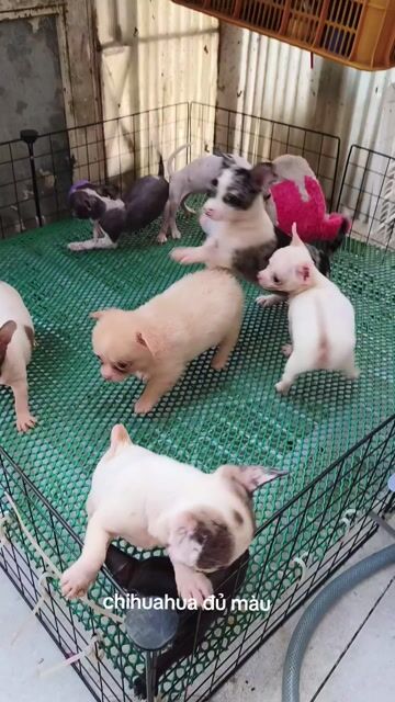 Chihuahua nhà đẻ. Mua bán Chó tại Quận 8 Tp Hồ Chí Minh được đăng bởi Chihuahua nhà ZoZo hình 1