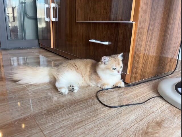 ALD golden ny12 tone red chân lùn đực (fix nhẹ). Mua bán Mèo tại Huyện Yên Phong Bắc Ninh được đăng bởi Tina hình 1