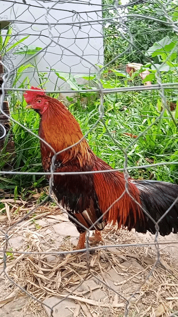 cặp gà thanh lý. Mua bán Gà tại Thành phố Cà Mau Cà Mau được đăng bởi Gà Đá Nguyễn Văn cà mau hình 1