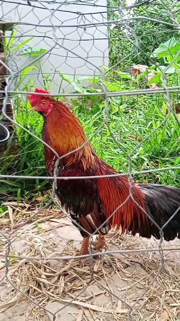 cặp gà thanh lý. Mua bán Gà tại Thành phố Cà Mau Cà Mau được đăng bởi Gà Đá Nguyễn Văn cà mau hình 1
