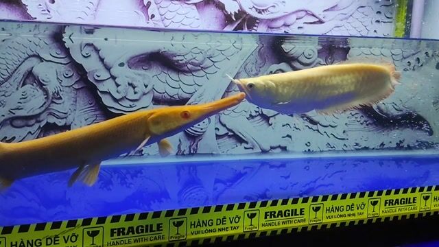 Ngân Long Albino body Pẹp. Mua bán Thú cưng khác tại Huyện Trảng Bàng Tây Ninh được đăng bởi CÁ CẢNH TB hình 1