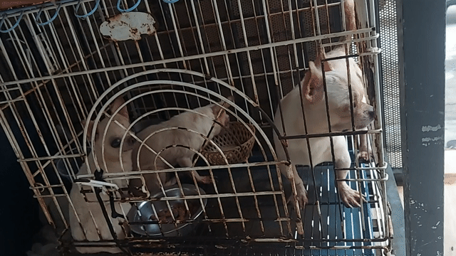 Chó Chihuahua Trắng. Mua bán Chó tại Huyện Bình Chánh Tp Hồ Chí Minh được đăng bởi Quang Lele hình 1