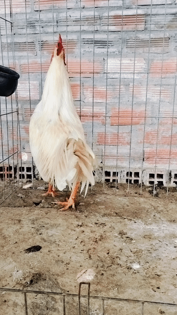 Asil Mỹ 2.8kg. Mua bán Gà tại Huyện Cù Lao Dung Sóc Trăng được đăng bởi Hải hình 1